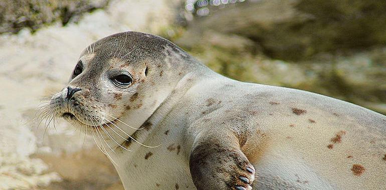 Buceadores de Oceana documentan mortalidad de focas en Finlandia