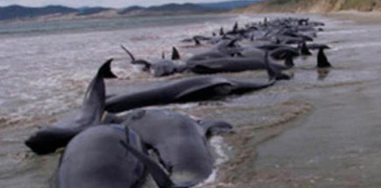 El drama de los delfines muertos en playas de Perú