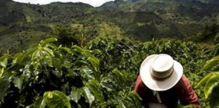 Nespresso renueva con el café de Calidad Sostenible™ de Colombia por cinco años más