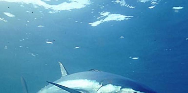 El atún rojo transporta isótopos radiactivos de Fukushima a California