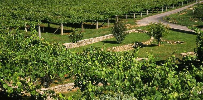 Los vinos de Masaveu Bodegas en busca de la ‘Nariz de Oro Amateur’