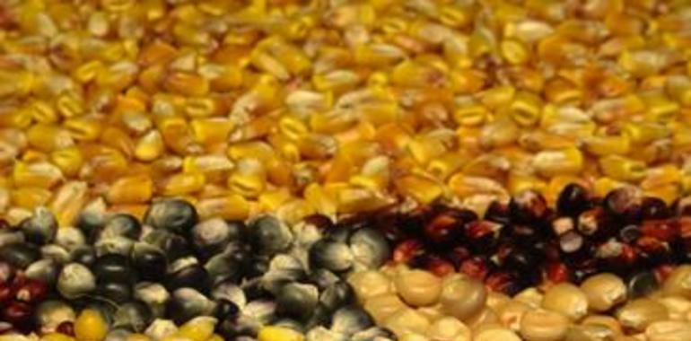 55 millones de cambios genéticos en la evolución del maíz salvaje al actual