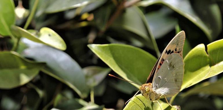 Madrid preserva El Regajal, una de las reservas de mariposas más importantes de Europa