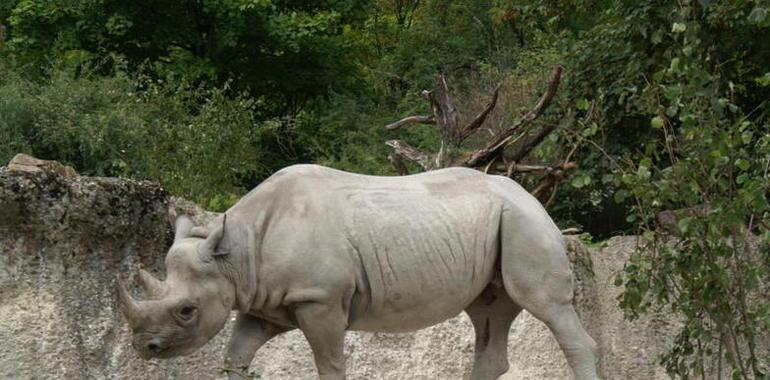 Comienza el Año Internacional del Rinoceronte