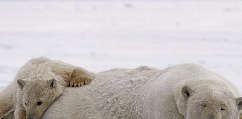 Tu firma puede salvar el Ártico