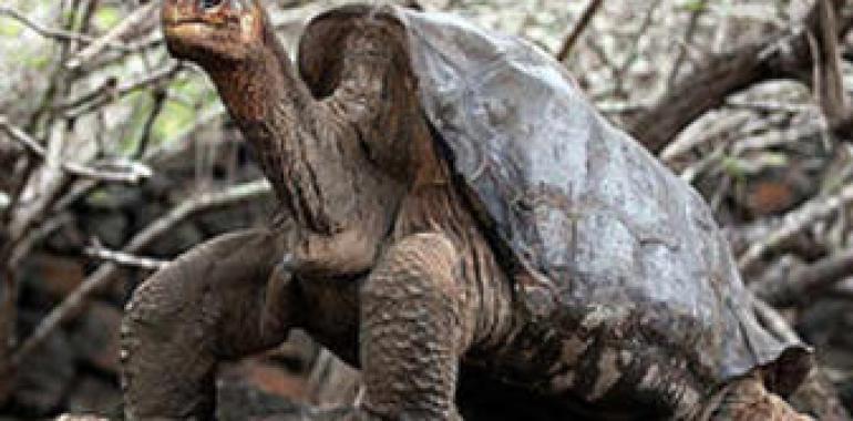 Muere en Galápagos el "Solitario George" última tortuga de su especie