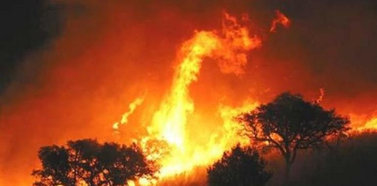Greenpeace advierte del aumento  y virulencia de los incendios forestales debido al cambio climático