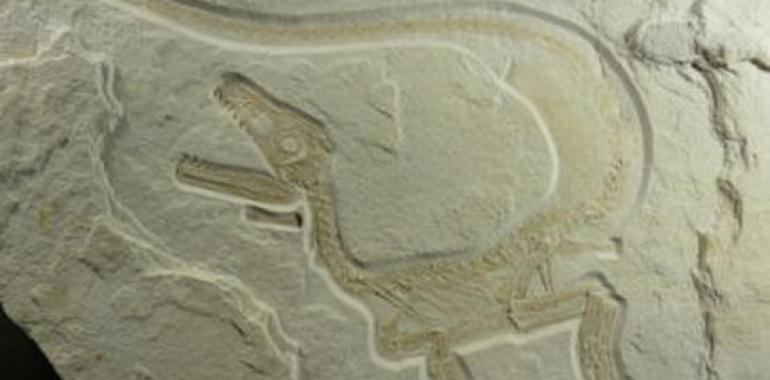 Sciurumimus, el primer megalosaurio plumoso
