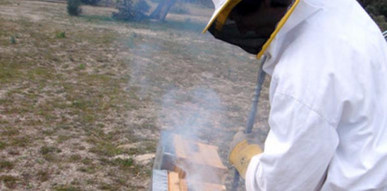La producción de miel se reduce un 70% en España a causa de la sequía