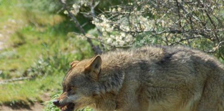 El lobo ibérico persiste cerca del humano por el refugio más que por las presas
