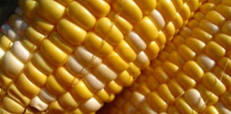 Material carbonoso de panoyes de maíz para biodiésel 