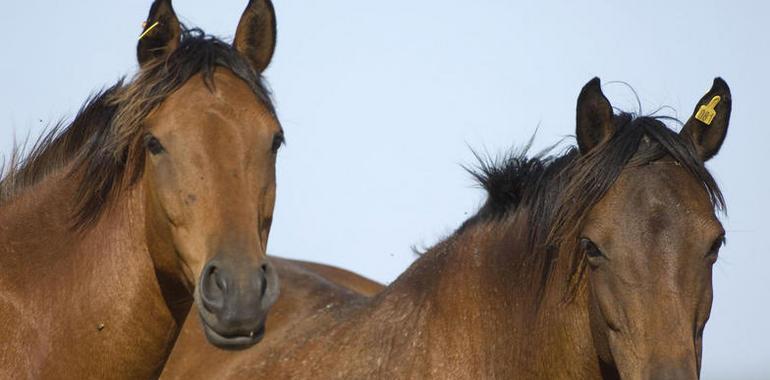 La reserva de Campanarios de Azaba recibirá caballos salvajes de las retuertas 