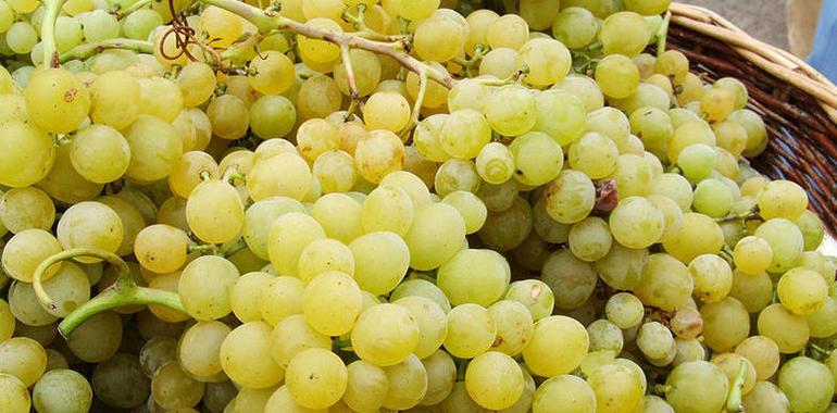 Las ONG denunciarán ante la Comisión Europea la orden del viñedo aprobada en Castilla-La Mancha