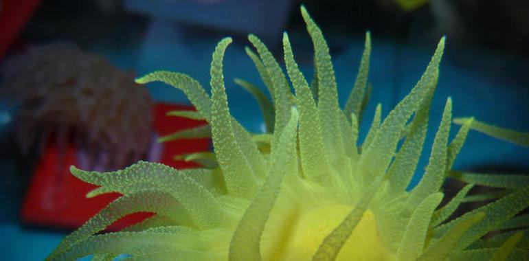 El CSIC evalúa el impacto de la radiación ultravioleta sobre la vida marina
