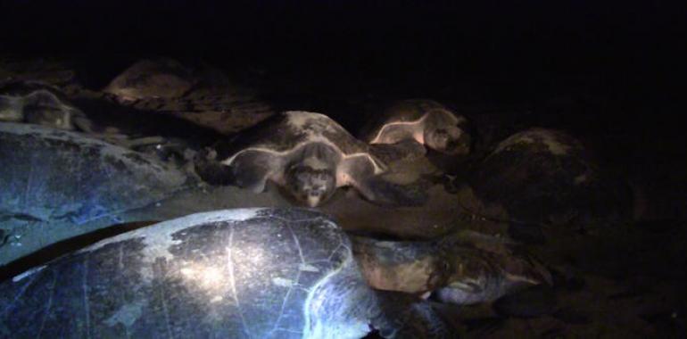  Liberadas más de 200 millones de crías de Tortuga Golfina en la Escobilla, Oaxaca 