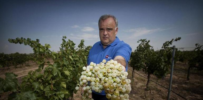 Mejora la competitividad y calidad de los Vinos de Madrid gracias a la investigación