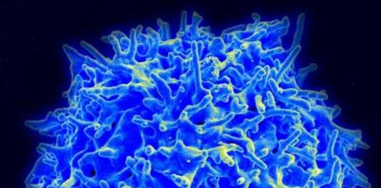 Una red de microtúbulos controla el ataque de los linfocitos T sobre los cuerpos extraños