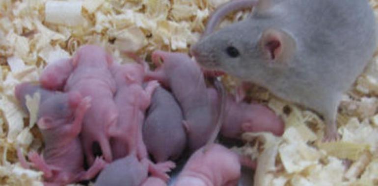 Nacen los primeros ratones sanos de óvulos procedentes de células madre