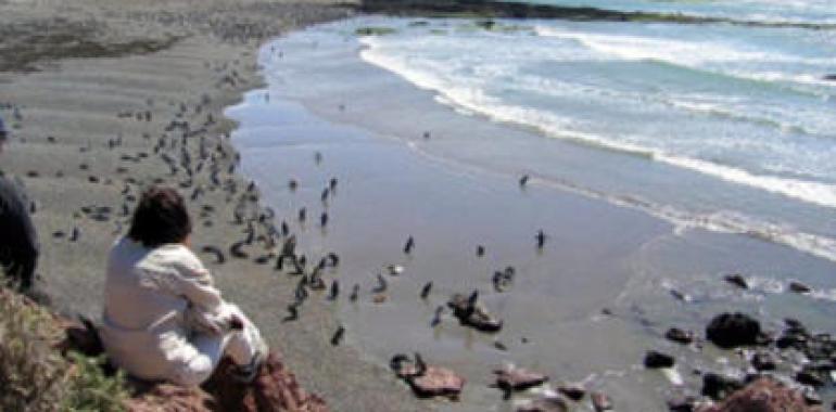 Califican como "única" la biodiversidad de la costa patagónica