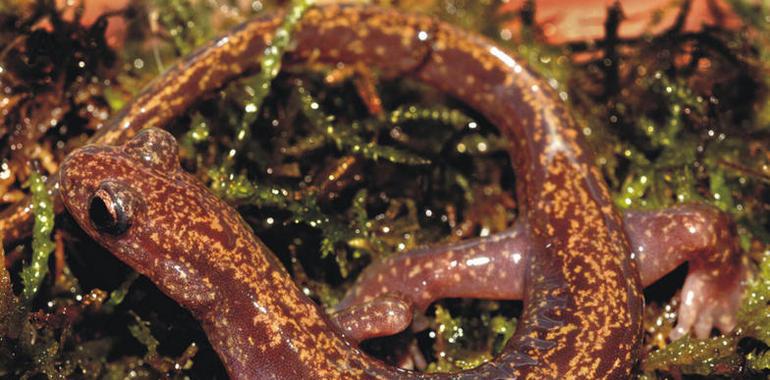 Cuatro nuevas especies de un género único de salamandras asiáticas