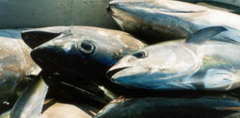 WWF descubre el tráfico ilegal masivo de atún rojo a través de Panamá