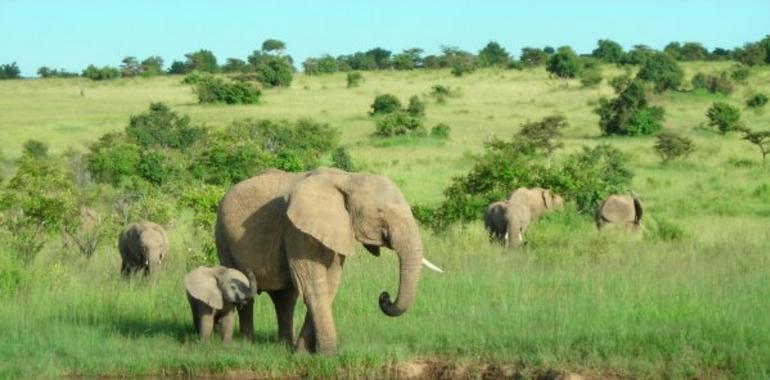 Ecologistas africanos piden sanciones más severas contra delitos de la fauna salvaje