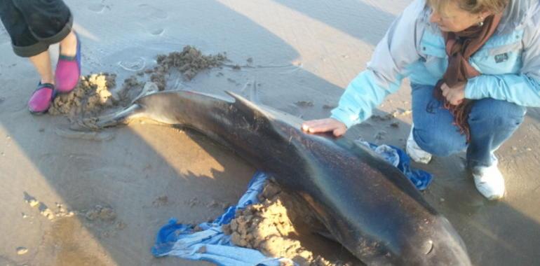 Un cachalote pigmeo es rescatado con vida en aguas asturianas