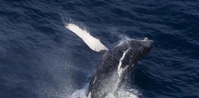 Dile a Corea que no comience la caza de ballenas