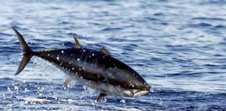 España consigue 100 toneladas  más de cuota de atún rojo del Atlántico Oriental y del Mediterráneo 