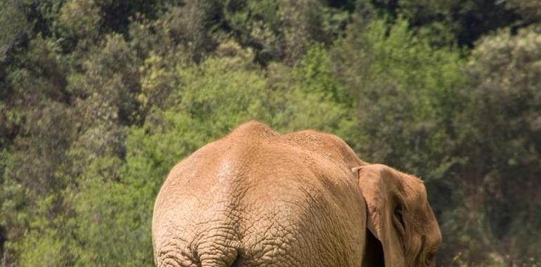 Cabárceno traslada al elefante Pambo al Parque Zoológico Biopac de Valencia