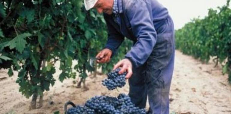 DOC Rioja: 355 millones de kgs. de uva, con excelentes expectativas de calidad para la añada 