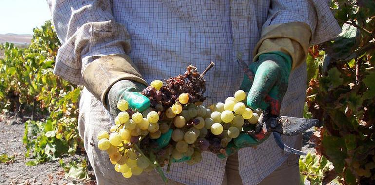 Itagra concluye un proyecto nacional para la transferencia de conocimiento sobre el sector vitivinícola