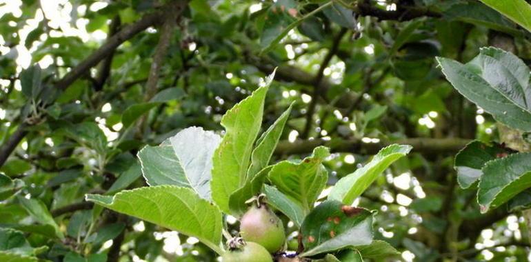 Agroganadería garantiza el abastecimiento de plantones a los productores de manzano de sidra 