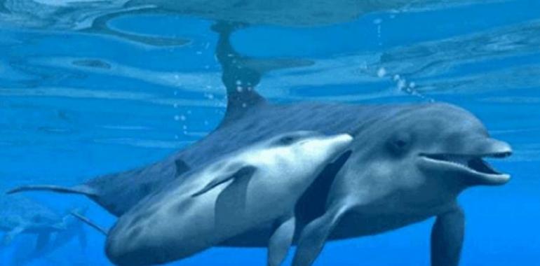 Avistamiento de cetaceos en el Santuario de Pelagos en el Mediterraneo