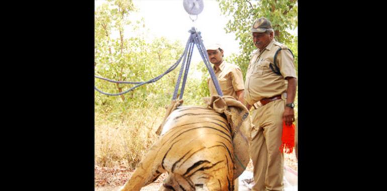 Interpol rescata 40 tigres de las manos de los traficantes criminales 