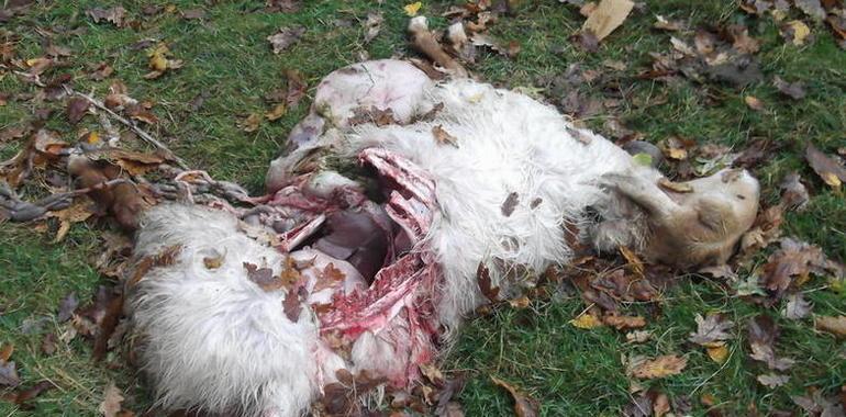 Un nuevo ataque de lobos en Piloña acaba con seis ovejas