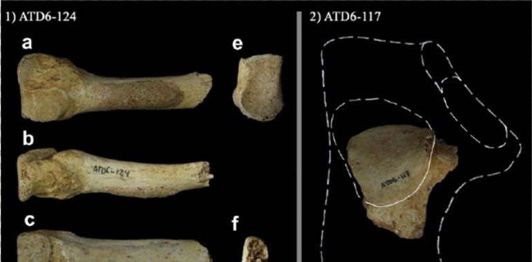 El ‘Homo antecessor’ entraba con buen pie en Atapuerca