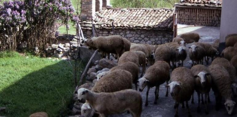 Investigan sobre la huella de carbono en producción ovina
