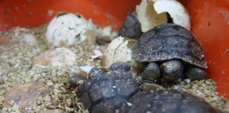 Nacen nuevos ejemplares de tortuga gigante de las Galápagos