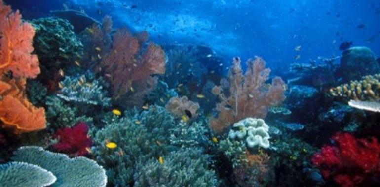 Destinos de buceo del mundo: El Estrecho de Lembeh en Indonesia
