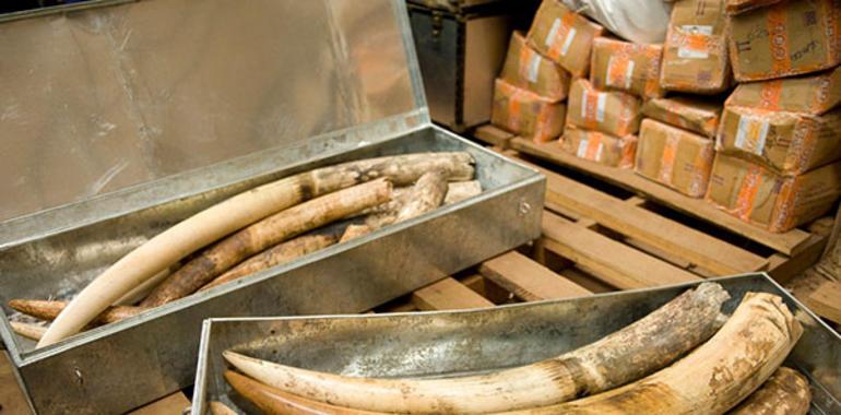 Investigan a grupos armados africanos que practican matanzas de elefantes y tráfico de marfil
