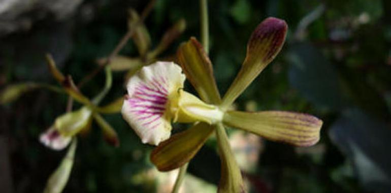 Encuentran dos nuevas especies de orquídeas en Cuba