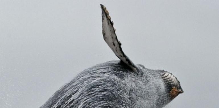 Avistamiento de cetaceos en San Juan Island 