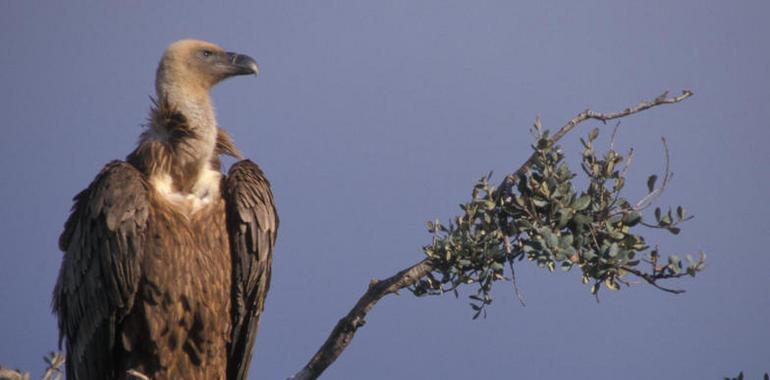 El patrón de vuelo del buitre leonado puede reducir sus colisiones en parques eólicos