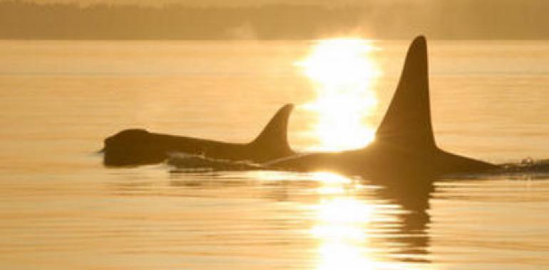 La angustiosa lucha de doce orcas al borde de la muerte (VIDEOS)