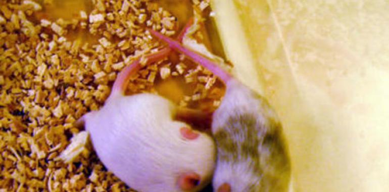 Un nuevo tratamiento para el cáncer de mama triple negativo resulta efectivo en ratones 