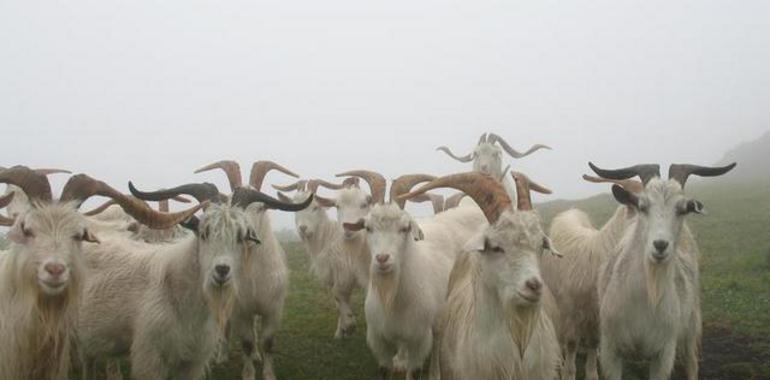 Un estudio del SERIDA descubre que las cabras del mundo corren peligro de extinción genética