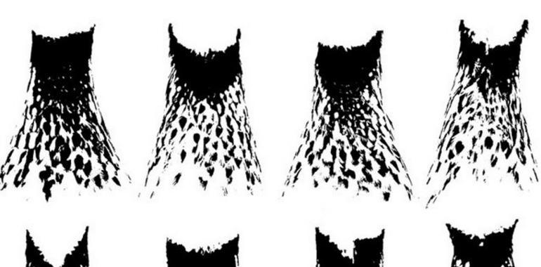 Los fractales explican el diseño del plumaje identificativo de la perdiz roja 