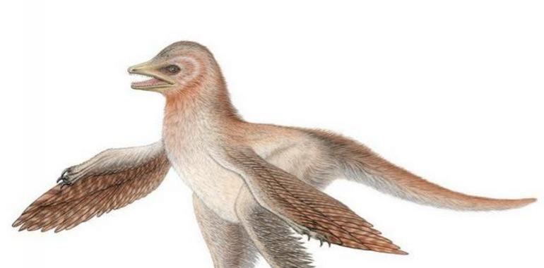 Un dinosaurio emplumado ofrece pistas sobre la evolución de las aves