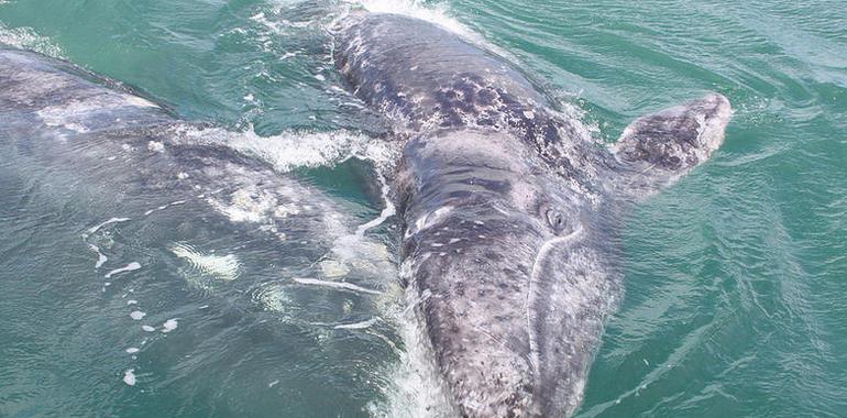 Cerca de mil ejemplares de ballena gris llegan la Reserva de la Biosfera El Vizcaíno